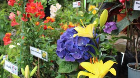 Encuentro del GIAL de Plantas Ornamentales y Medicinales