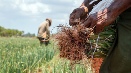 Testimonios a pie de surco: Sesenta mayos en la piel, cultivando un sueño