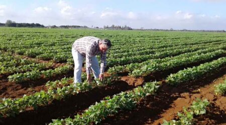 Iniciará Universidad de Cienfuegos el movimiento Sembrar con Ciencia