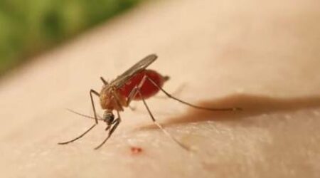 Minsap informa sobre presencia del virus de Oropouche en nueve provincias y 23 municipios cubanos