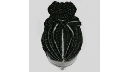 III Jornada Cubana por el Día Internacional de la Mujer Afrolatina