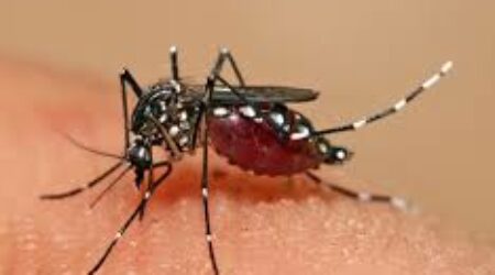 La OPS alerta sobre transmisión sostenida de fiebre amarilla en partes de Sudamérica