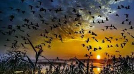 Día Mundial de las Aves Migratorias: Por qué cada observación cuenta en la conservación de nuestros viajeros